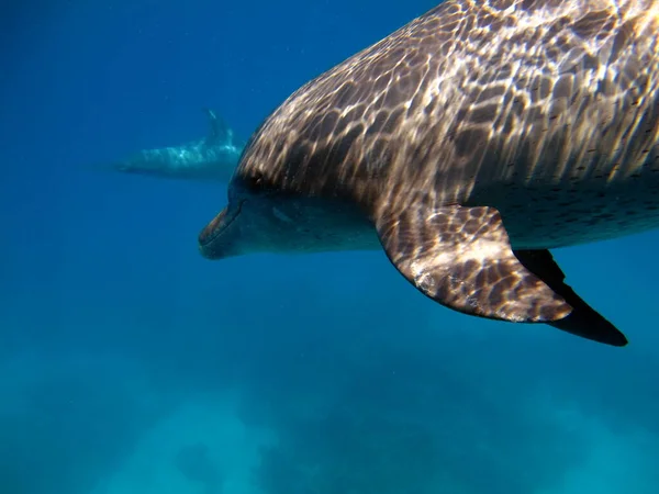 海豚是鲸目动物亚目的水生哺乳动物 属于海豚科 — 图库照片