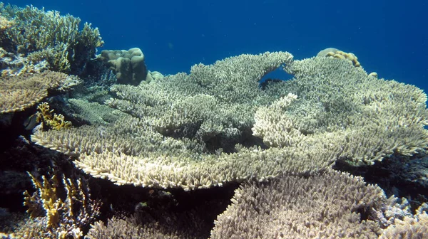 Красивые Коралловые Рифы Красного Моря — стоковое фото
