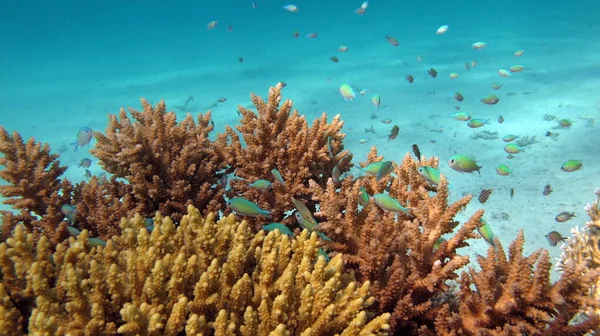 Fish - type bone fish Osteichthyes, Pomacentric - Pomacentridae, Blue-green chromis,