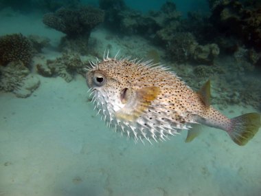 Balık kirpisi. Sarı benekli bisiklet - 34 cm 'ye kadar büyür, kabuklular ve yumuşakçalarla beslenir. Tehlike anında, bir top şeklini alır, diken diken olur..