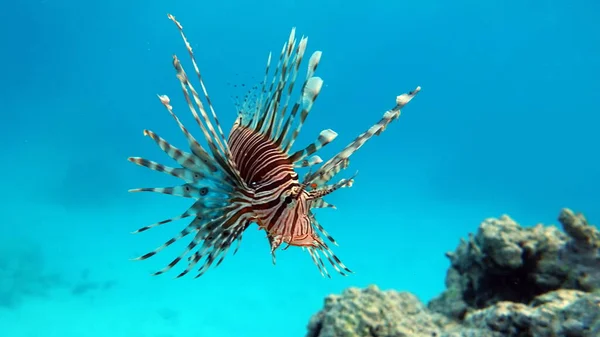 Lejonfisk Röda Havet — Stockfoto