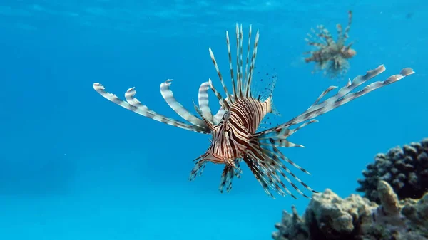 Львиная Рыба Красном Море — стоковое фото