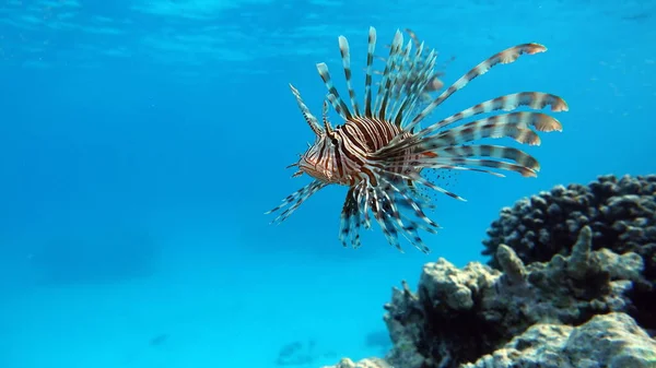 Peixe Leão Mar Vermelho — Fotografia de Stock