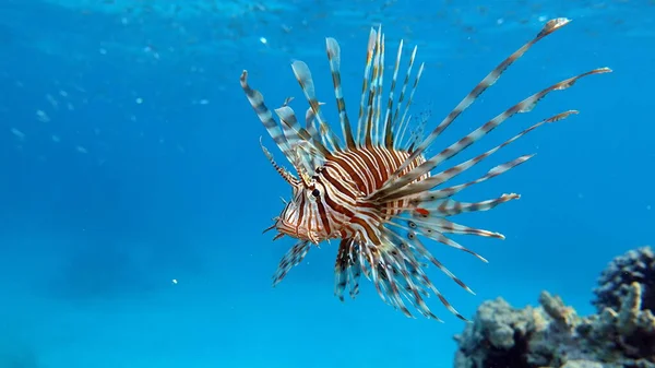 Poisson Lion Dans Mer Rouge — Photo