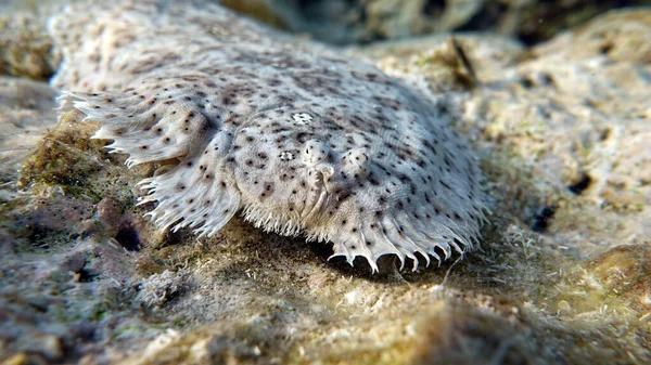 Moses Sole Sal Mármol Esta Pequeña Sal Crece Hasta Habitante — Foto de Stock