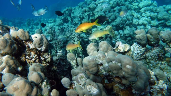 Beautiful Fish Red Sea Reef — Stock Photo, Image
