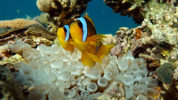 Clown Fish Amphiprion Amphiprioninae Red Sea Clown Fish Stock Picture