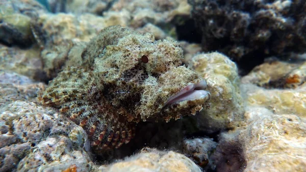 Schorpioenvis Met Baard Vissen Zijn Een Soort Botvissen Osteichthyes Scorpaenidae — Stockfoto