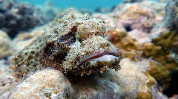 Schorpioenvis Met Baard Vissen Zijn Een Soort Botvissen Osteichthyes Scorpaenidae — Stockfoto