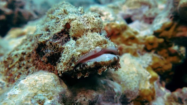 Sakallı Akrep Balığı Balıklar Osteichthyes Scorpaenidae Sakallı Akrep Balıklarının Bir — Stok fotoğraf