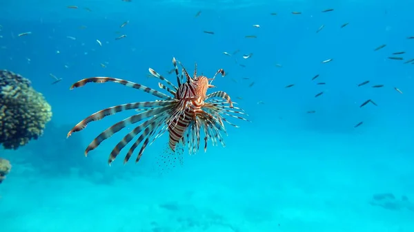 Lion Fish Red Sea — Stock Photo, Image