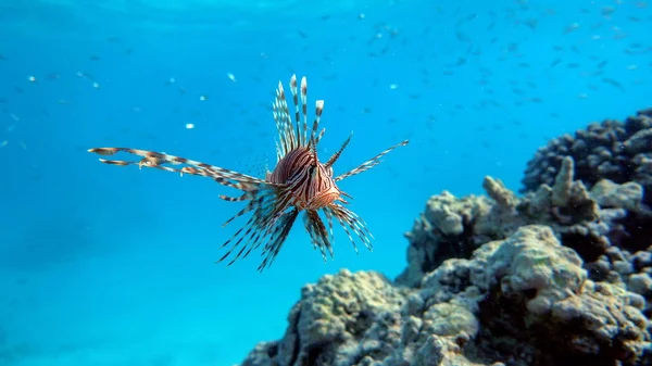 Lion Fish Red Sea — Stock Photo, Image