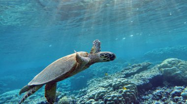 Deniz Kaplumbağaları, Büyük Resif Kaplumbağası, Bissa,