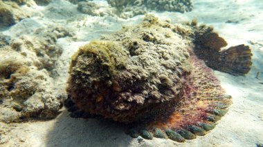 Kızıl Deniz 'in resiflerinde güzel balıklar.