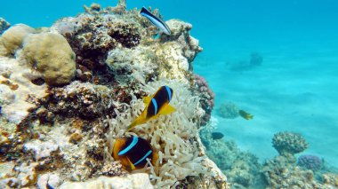 Palyaço balığı amfipriprionu (Amphiprioninae). Kızıl deniz palyaço balığı.