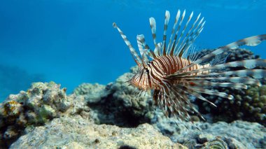 Kızıl Denizde Aslan Balığı.