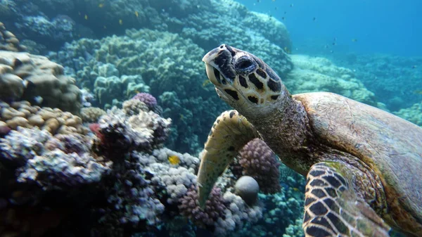 Tortue Imbriquée Espèce Tortue Imbriquée Eretmochelys Imbricata — Photo