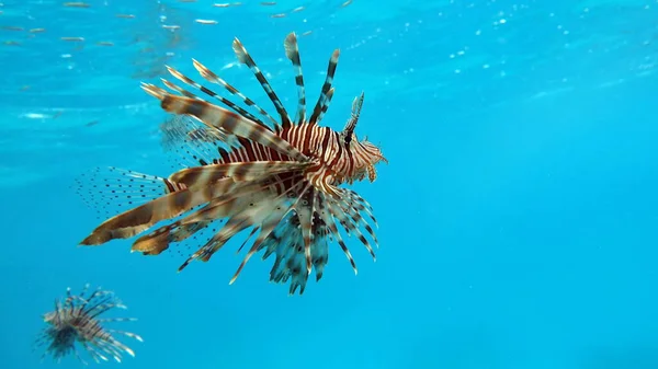Lví Ryba Rudém Moři — Stock fotografie