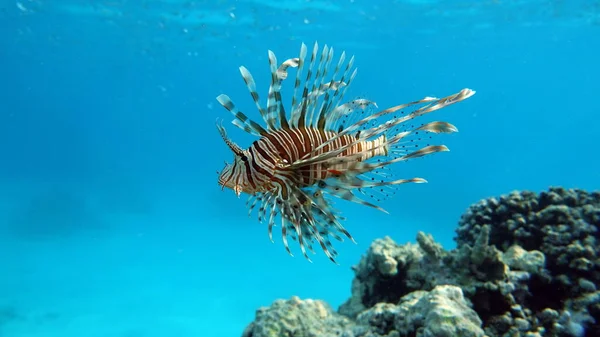 Lion Fish Red Sea — Stock Photo, Image