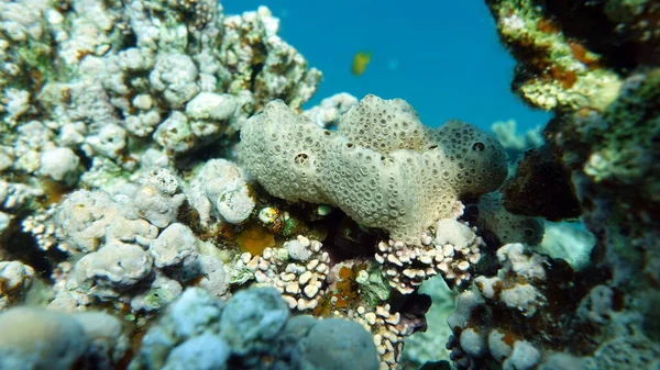 Kızıl Deniz Güzel Mercan Kayalıkları — Stok fotoğraf