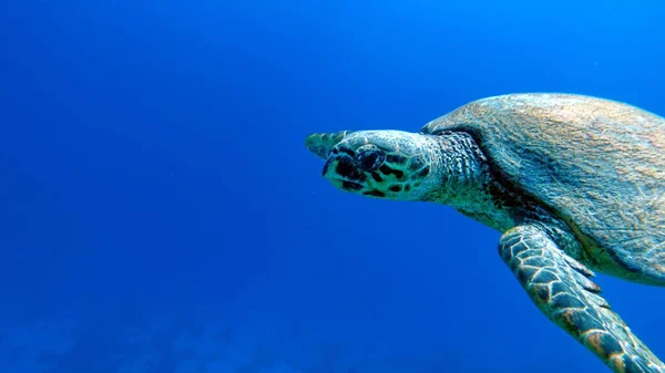 大堡龟 比萨岛 — 图库照片