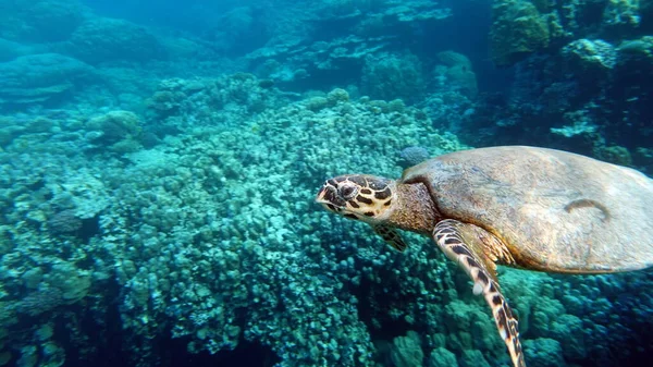 Tortugas Marinas Gran Tortuga Arrecife Bissa —  Fotos de Stock