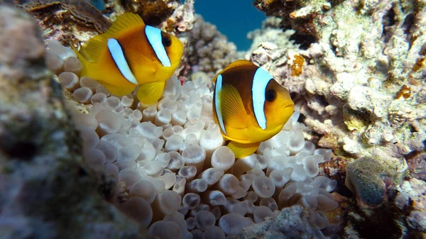 Clown fish amphiprion (Amphiprioninae). Red sea clown fish.