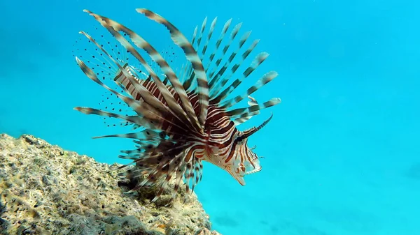 Peixe Leão Mar Vermelho — Fotografia de Stock