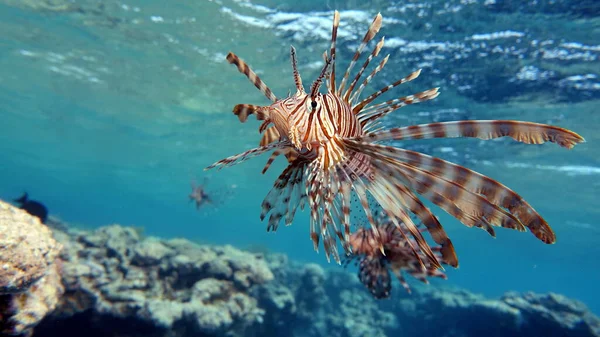 Lion Fish Red Sea — Stock Photo, Image