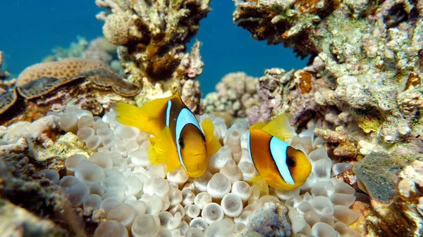 Palyaço balığı amfipriprionu (Amphiprioninae). Kızıl deniz palyaço balığı.
