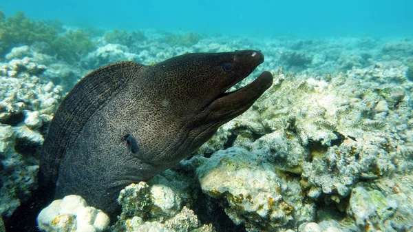 Moray yılanbalığı, balık türü - kemik balığı Osteichthyes, Moray yılan balığı (Muraenidae), dev moray balığı.