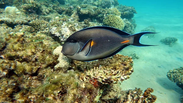 Peixe Cirurgião Sohal Peixe Tipo Peixe Osso Osteichthyes Cirurgiões Peixe — Fotografia de Stock