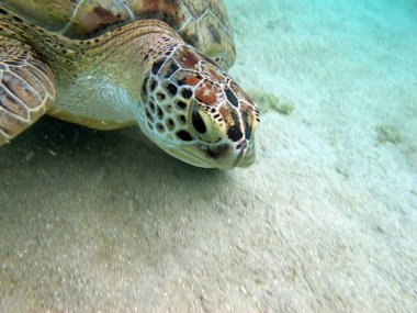 Büyük Yeşil Kaplumbağa, Yeşil Kaplumbağa tüm deniz kaplumbağalarının en büyüğüdür. Tipik bir yetişkin 1-2 metre boyunda ve 90-150 kilo ağırlığındadır..