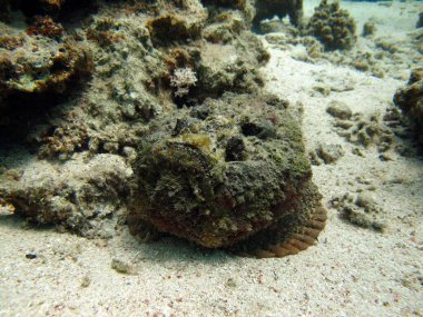 Taş balık, Synanceiidae. Okyanus siğili - Synanceiidae familyasının bu balığı 27 cm 'ye kadar büyür. Dipte saatlerce hareketsiz yatar ve avını bekler. Dünyanın en zehirli balıklarından biri..