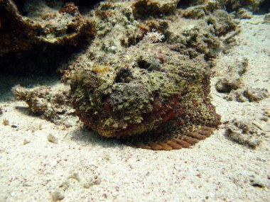 Taş balık, Synanceiidae. Okyanus siğili - Synanceiidae familyasının bu balığı 27 cm 'ye kadar büyür. Dipte saatlerce hareketsiz yatar ve avını bekler. Dünyanın en zehirli balıklarından biri..