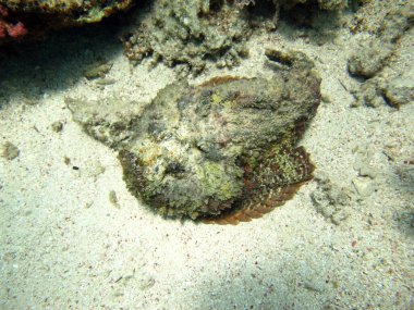 Taş balık, Synanceiidae. Okyanus siğili - Synanceiidae familyasının bu balığı 27 cm 'ye kadar büyür. Dipte saatlerce hareketsiz yatar ve avını bekler. Dünyanın en zehirli balıklarından biri..