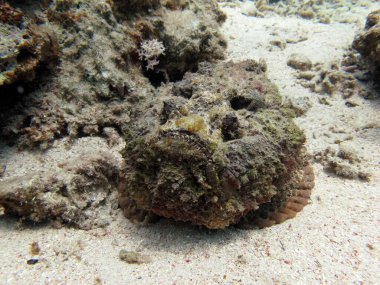 Taş balık, Synanceiidae. Okyanus siğili - Synanceiidae familyasının bu balığı 27 cm 'ye kadar büyür. Dipte saatlerce hareketsiz yatar ve avını bekler. Dünyanın en zehirli balıklarından biri..