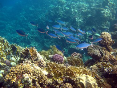 Colorful tropical fish on a coral reef, amazingly beautiful fairy world. In the coral gardens of the Red Sea.