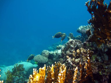 Colorful tropical fish on a coral reef, amazingly beautiful fairy world. In the coral gardens of the Red Sea.