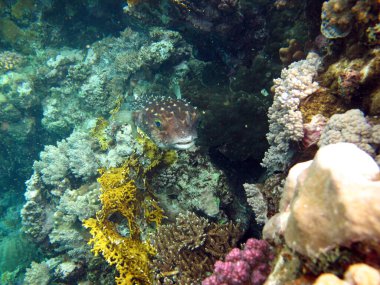 Colorful tropical fish on a coral reef, amazingly beautiful fairy world. In the coral gardens of the Red Sea.