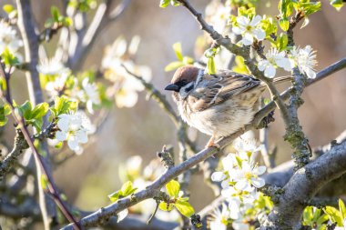 Avrasya ağaç serçesi (Passer montanus)