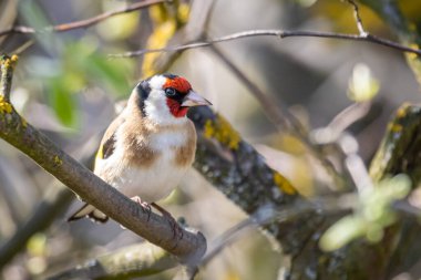 Avrupa ispinozu (Carduelis carduelis)