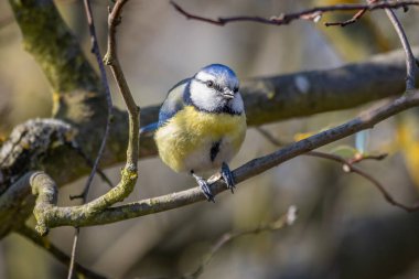 Eurasian blue tit (Cyanistes caeruleus)