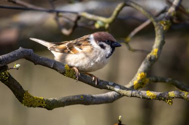 Avrasya ağaç serçesi (Passer montanus)