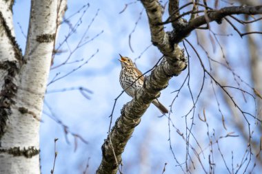 Bir dalda oturan Song Thrush (Turdus philomelos)