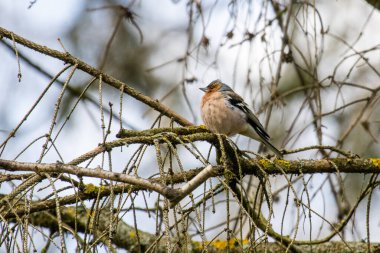 Chaffinch (Fringilla Coelebs) bir dala oturmuş