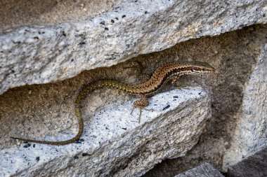 Viviparous kertenkele, Zootoca vivivipara (eski adıyla Lacerta vivivipara)