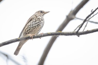 Bir dalda oturan Song Thrush (Turdus philomelos)