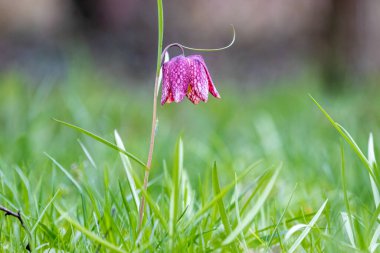 Snake 's Head Fritillary (Fritillaria meleagris)