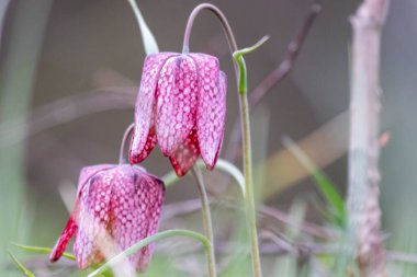 Snake 's Head Fritillary (Fritillaria meleagris)